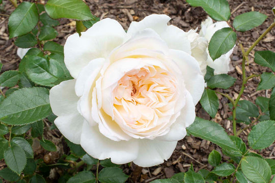 Bolero™ - Star Roses and Plants
