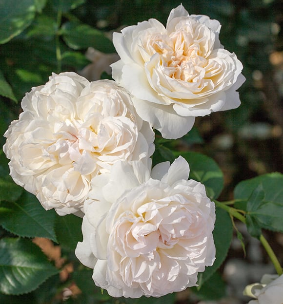 Bolero™ - Star Roses and Plants
