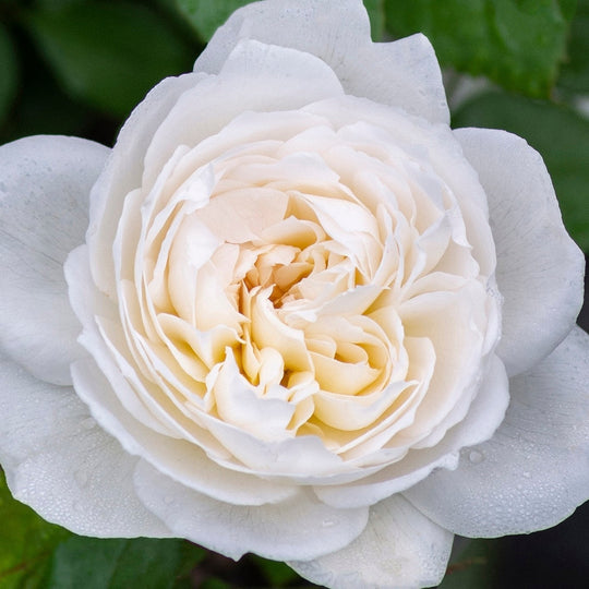 Bolero™ - Star Roses and Plants
