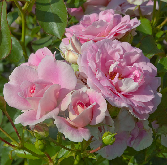 Bonica - Star Roses and Plants