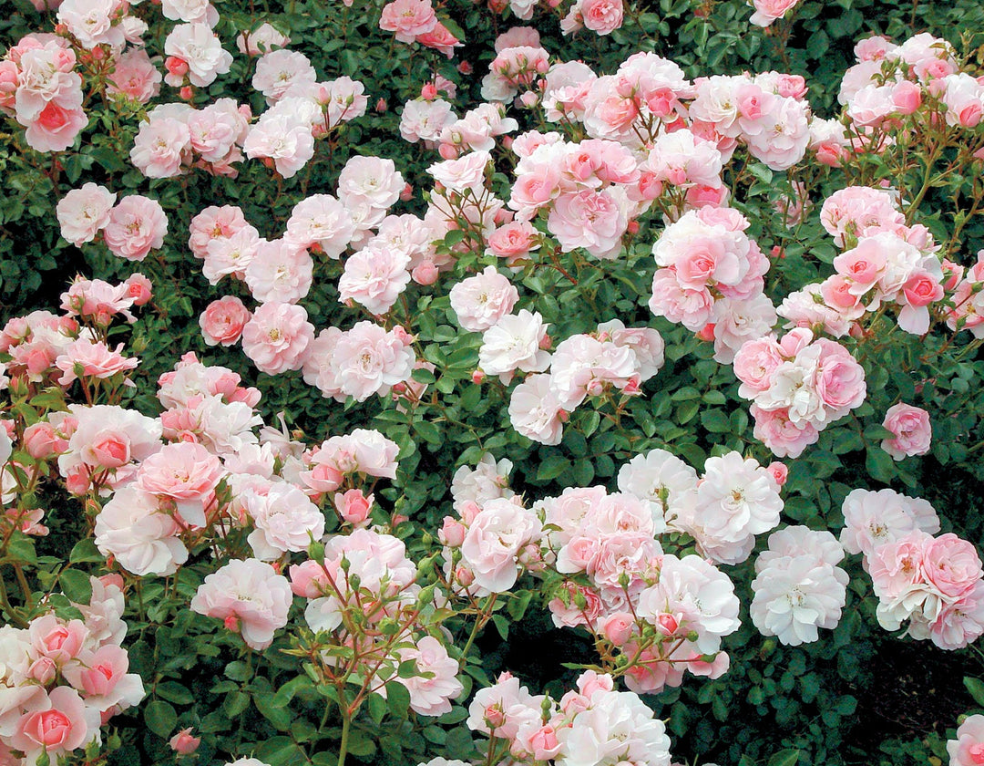 Bonica - Star Roses and Plants