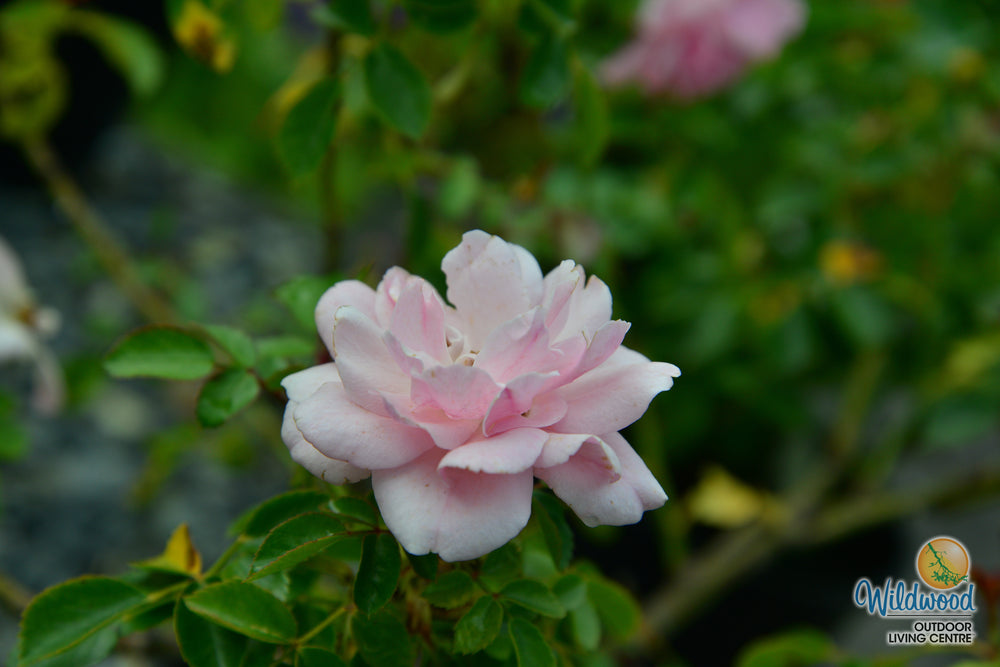 Bonica - Star Roses and Plants