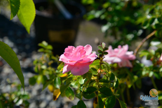 Bonica - Star Roses and Plants