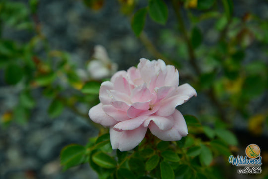 Bonica - Star Roses and Plants