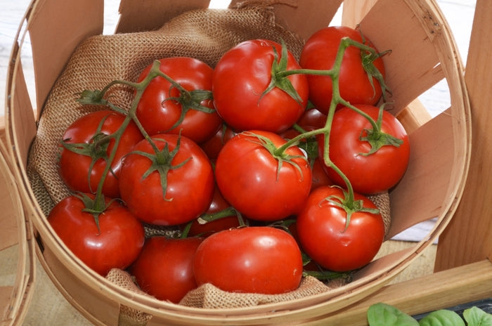 Tomato Bonny Best - Eagleridge Seeds – Wildwood Outdoor Living