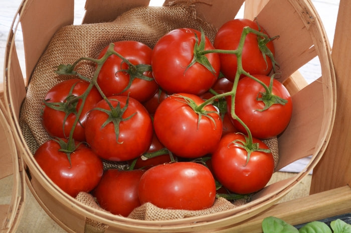Tomato Bonny Best - Eagleridge Seeds