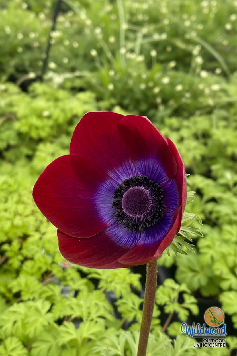 Anemone - Bordeaux, 5 Pack