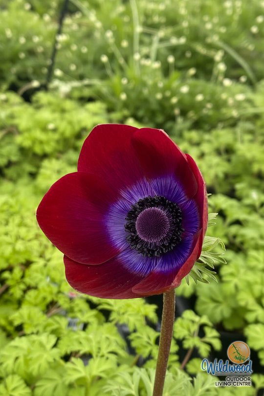 Anemone - Bordeaux, 5 Pack