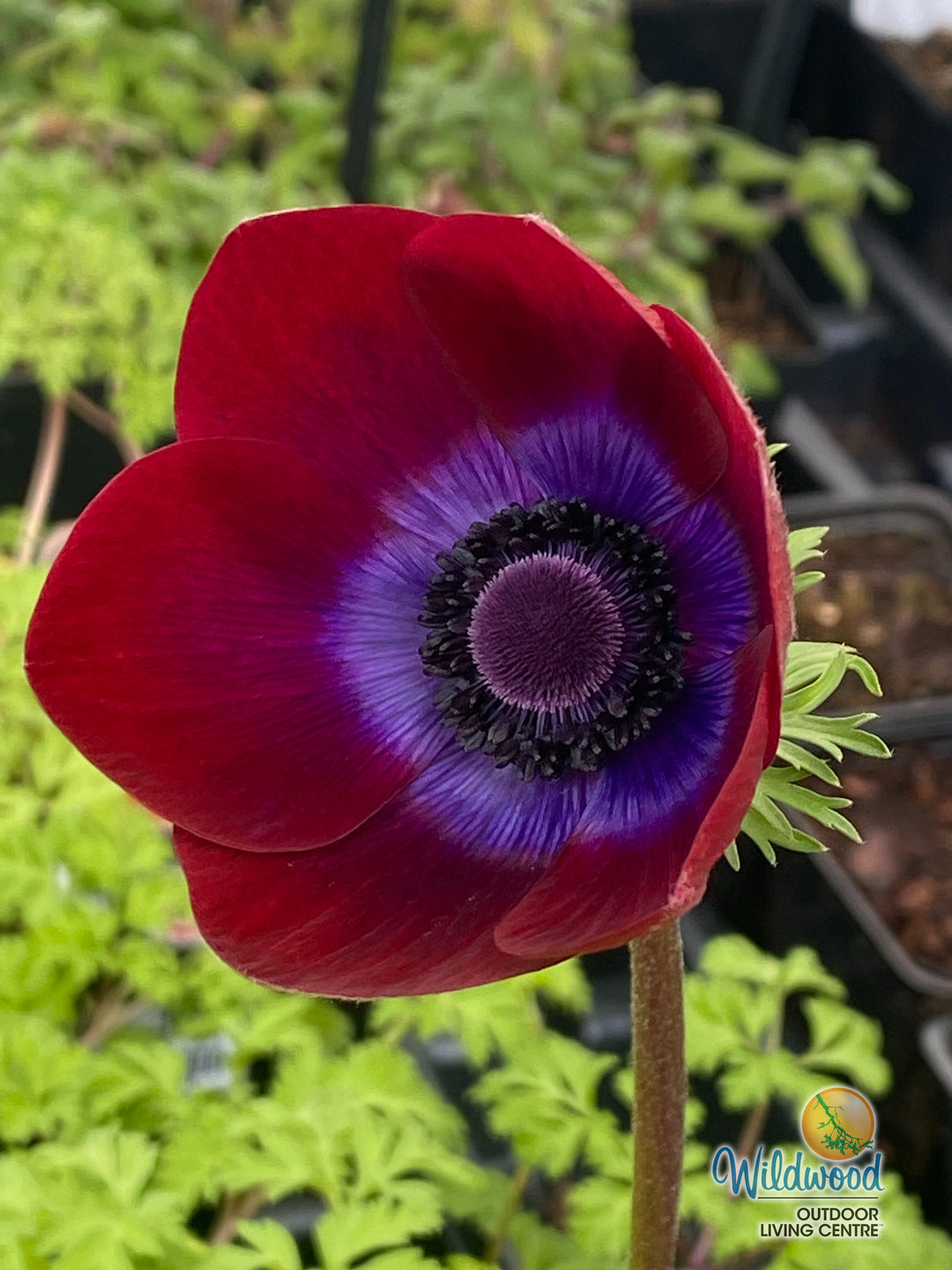Anemone - Bordeaux, 5 Pack