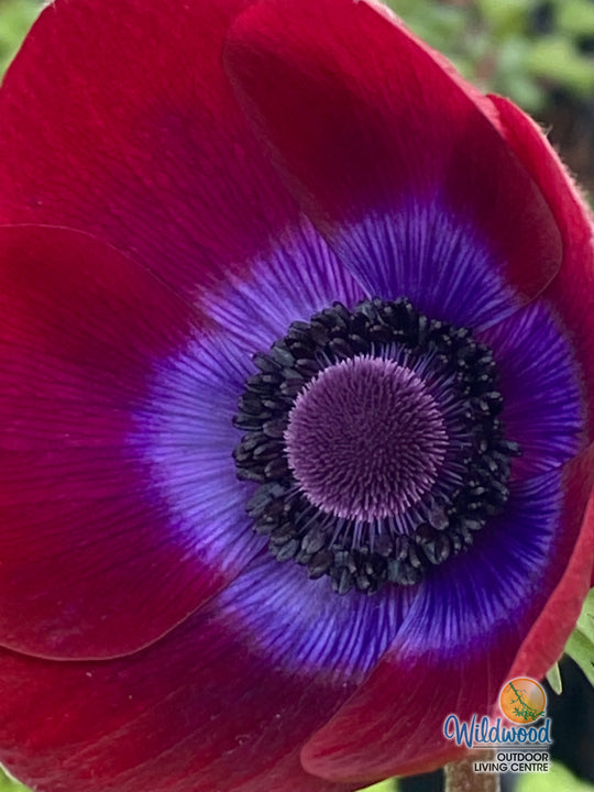 Anemone - Bordeaux, 5 Pack
