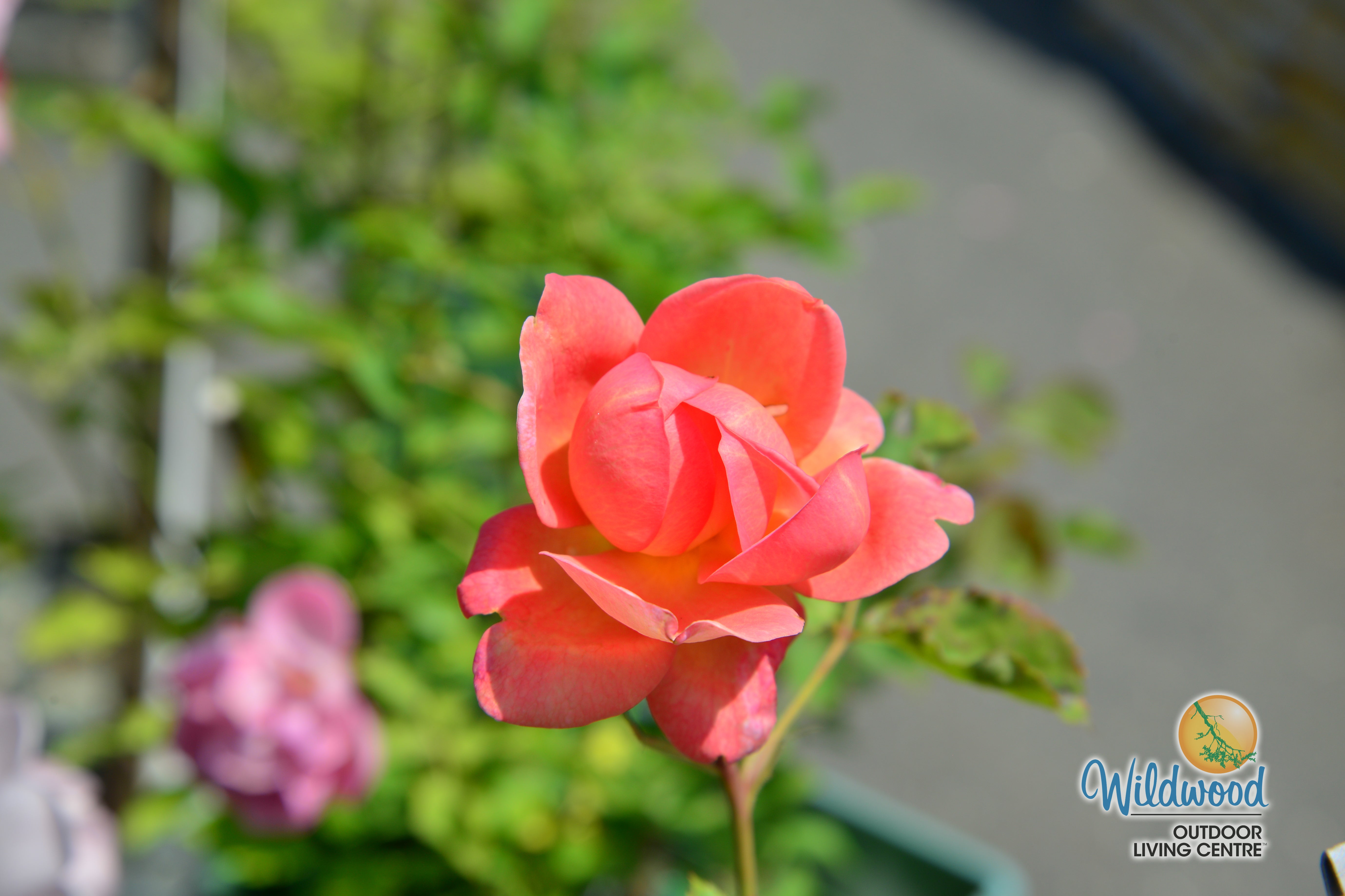 David Austin Roses Canada | Buy English Roses at Wildwood Express