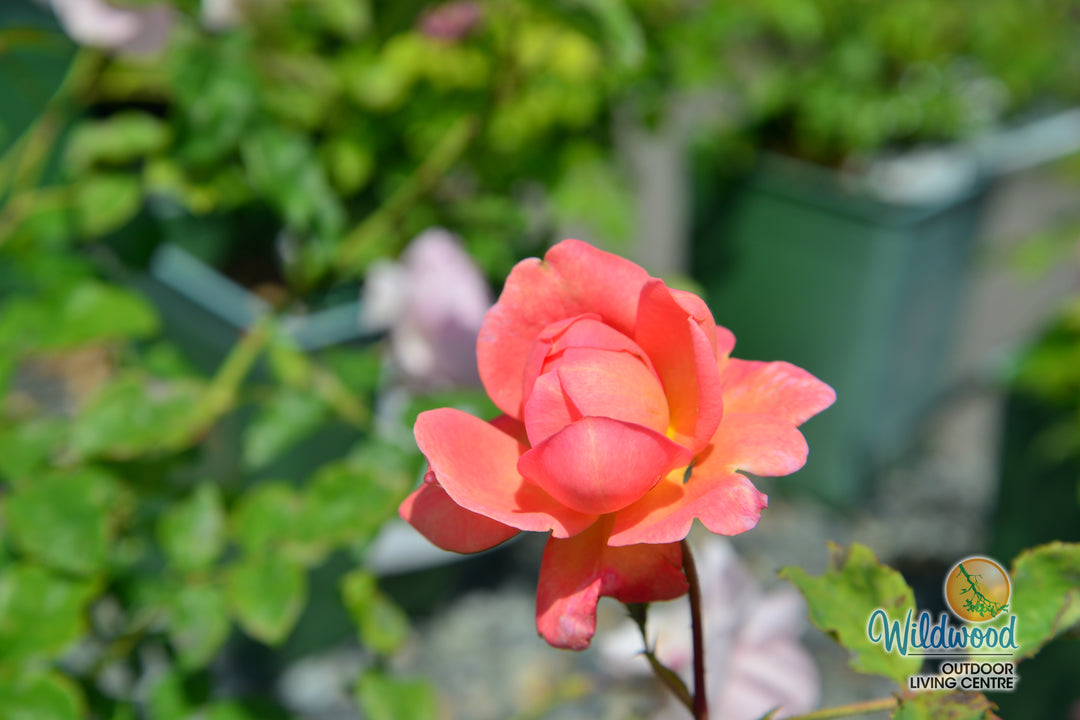 Boscobel - David Austin Rose