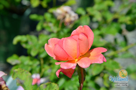 Boscobel - David Austin Rose