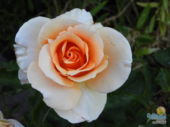 Brandy - Star Roses and Plants
