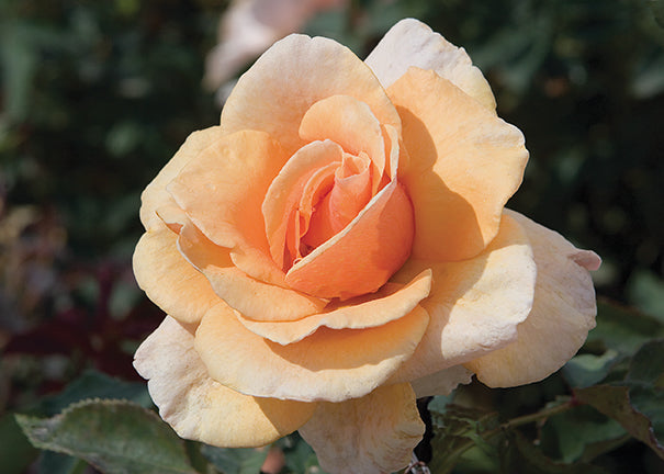 Brandy - Star Roses and Plants