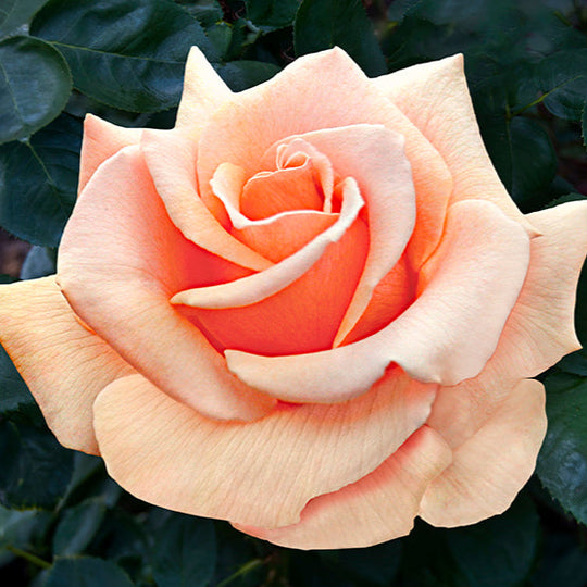 Brandy - Star Roses and Plants
