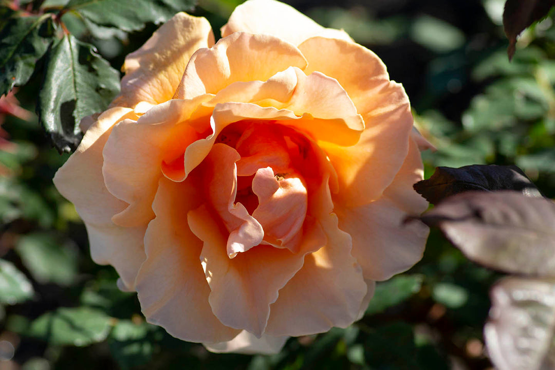 Brandy - Star Roses and Plants
