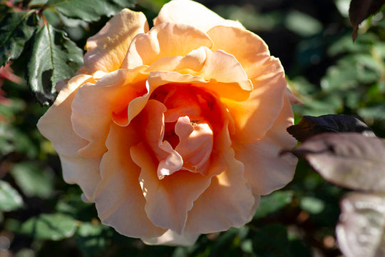 Brandy - Star Roses and Plants