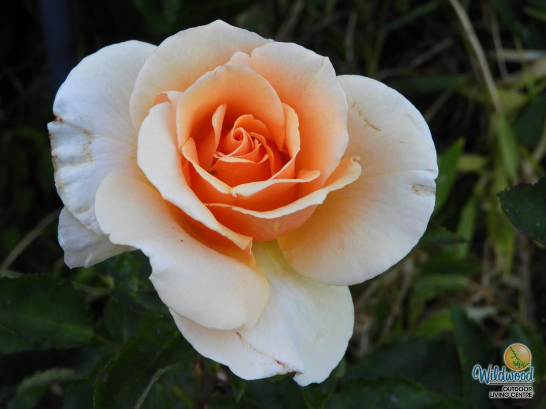 Brandy - Star Roses and Plants