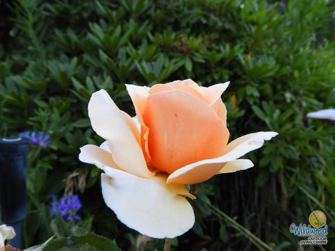 Brandy - Star Roses and Plants
