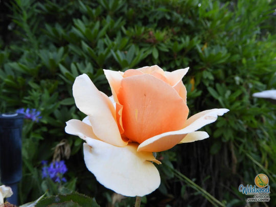 Brandy - Star Roses and Plants