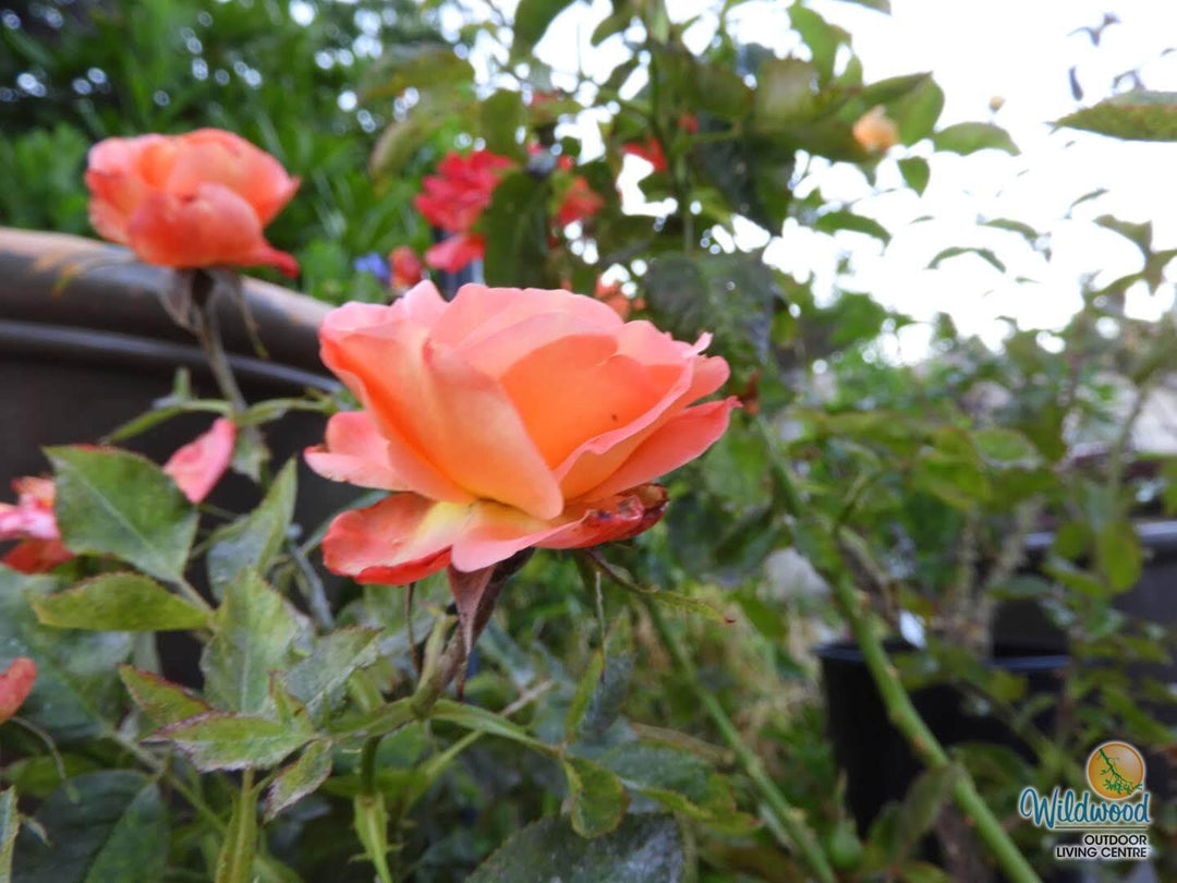 Brandy - Star Roses and Plants