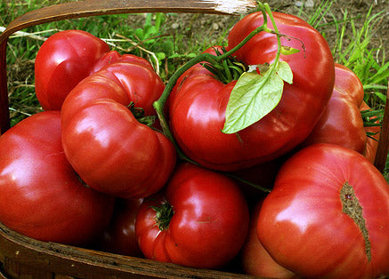 Tomato Sudduth's Beefsteak - Eagleridge Seeds