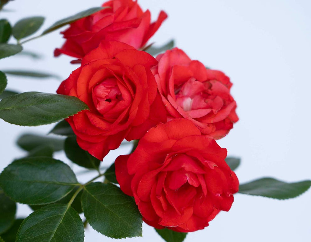 Brick House Orange - Star Roses and Plants