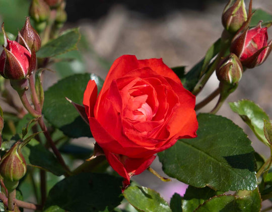 Brick House Orange - Star Roses and Plants