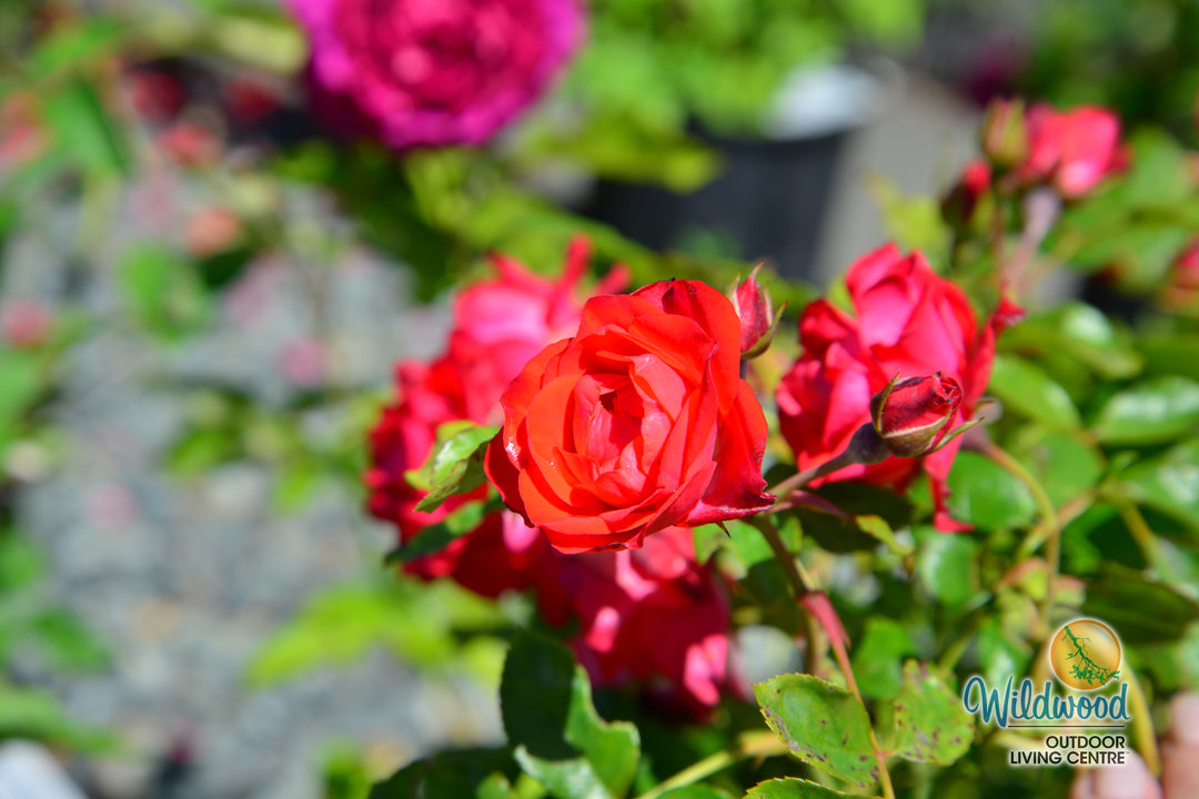 Brick House Orange - Star Roses and Plants