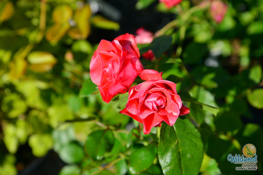 Brick House Orange - Star Roses and Plants