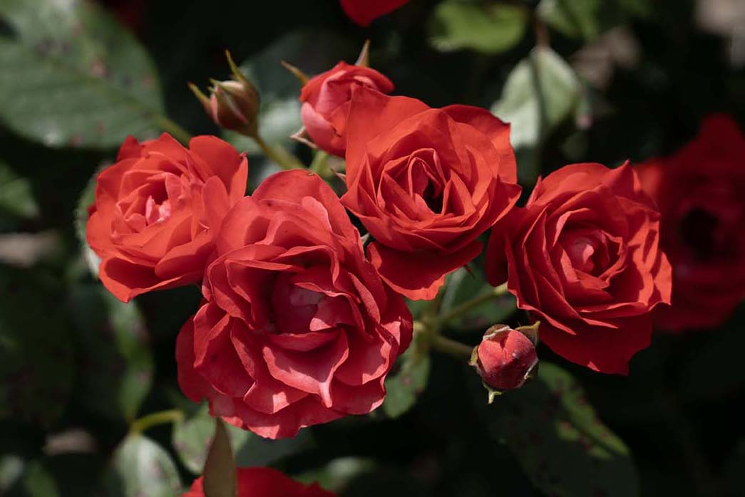 Brick House - Star Roses and Plants