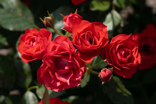 Brick House - Star Roses and Plants