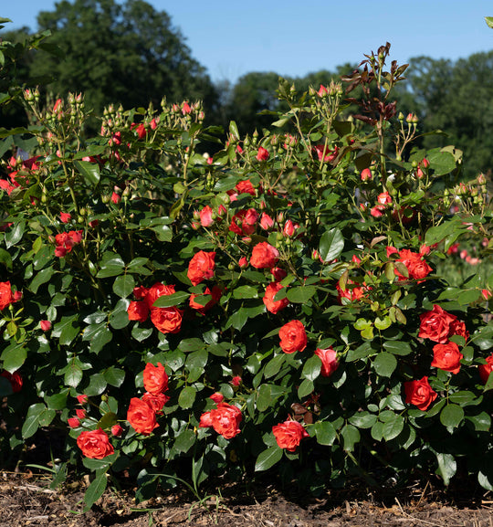 Brick House - Star Roses and Plants