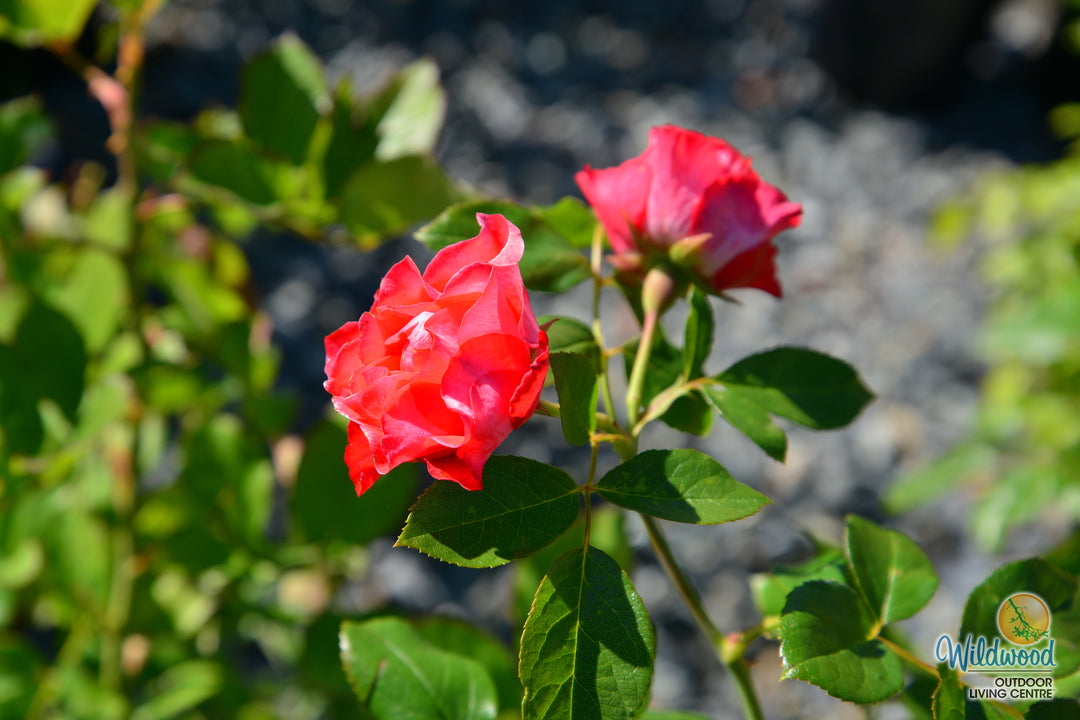 Brick House Orange - Star Roses and Plants
