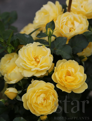 Brick House Yellow - Star Roses and Plants