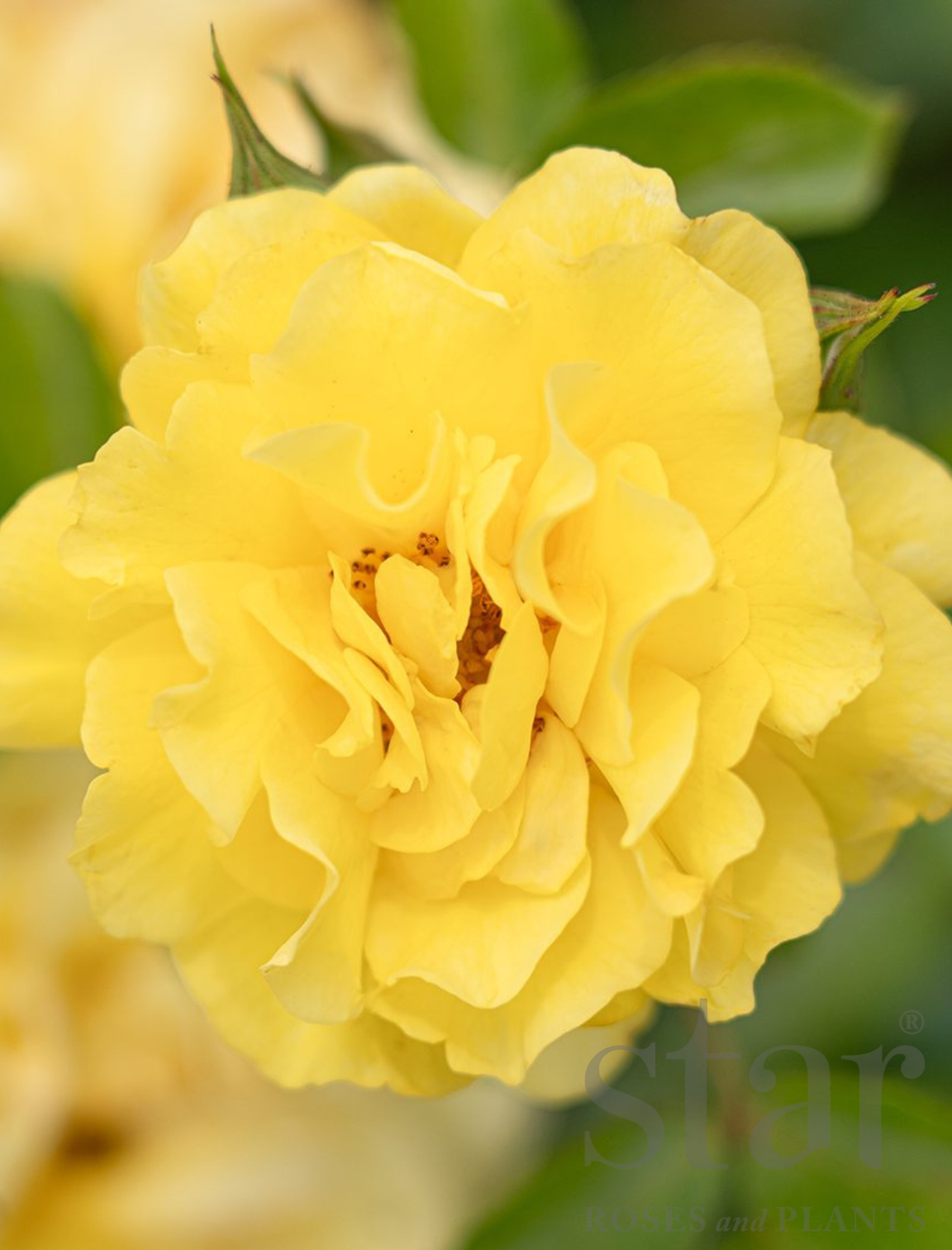 Brick House Yellow - Star Roses and Plants
