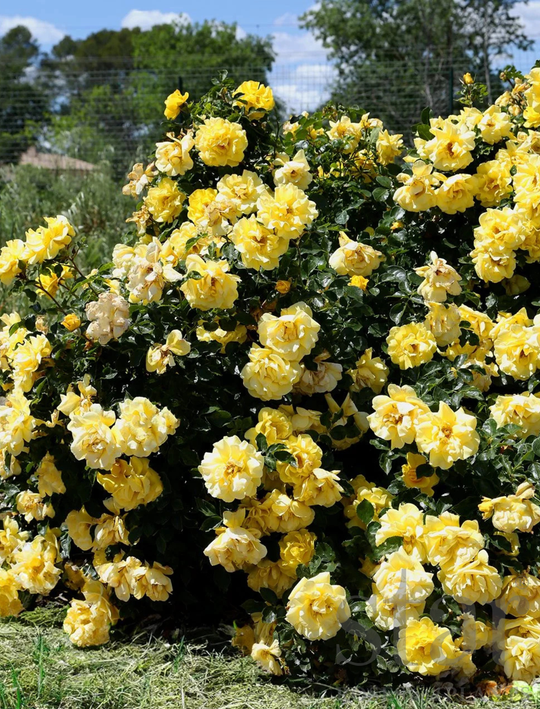 Brick House Yellow - Star Roses and Plants