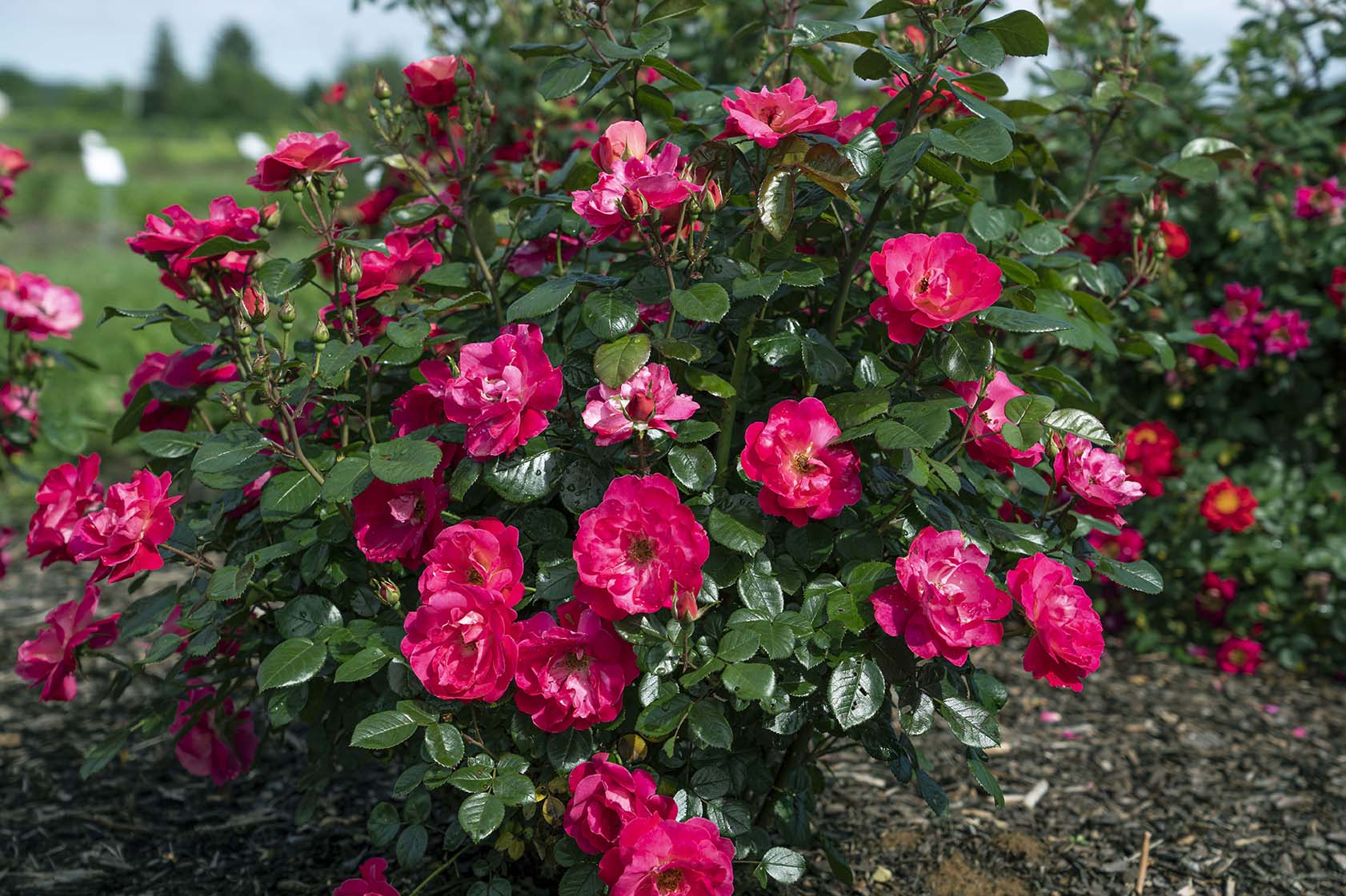 Brick House® Pink - Star Roses and Plants – Wildwood Outdoor