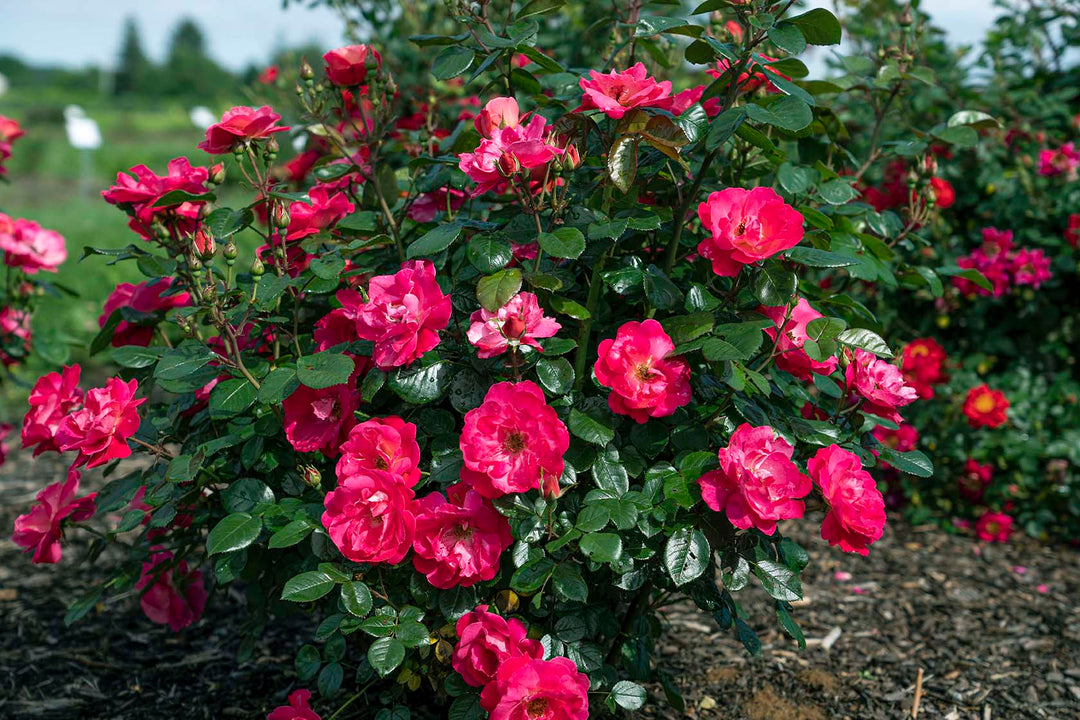 Brick House® Pink - Star Roses and Plants