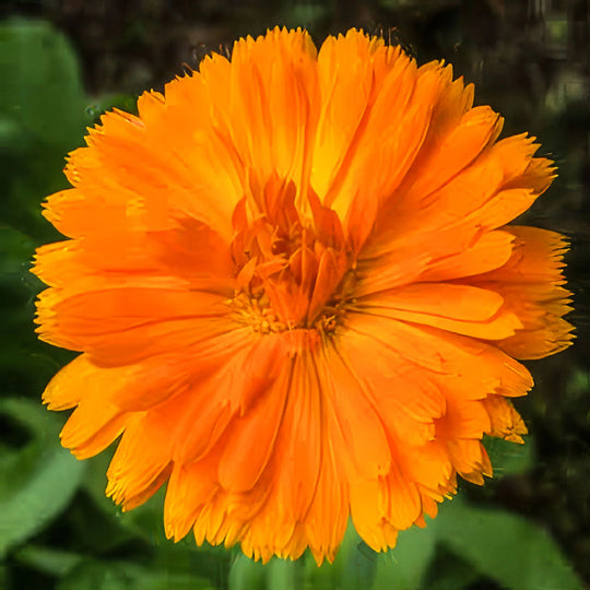 Calendula Bright Orange - Salt Spring Seeds