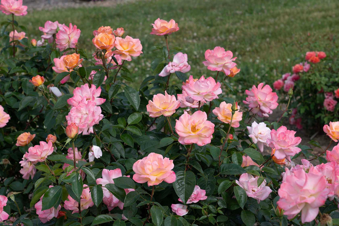 Bright & Shiny™ - Star Roses and Plants