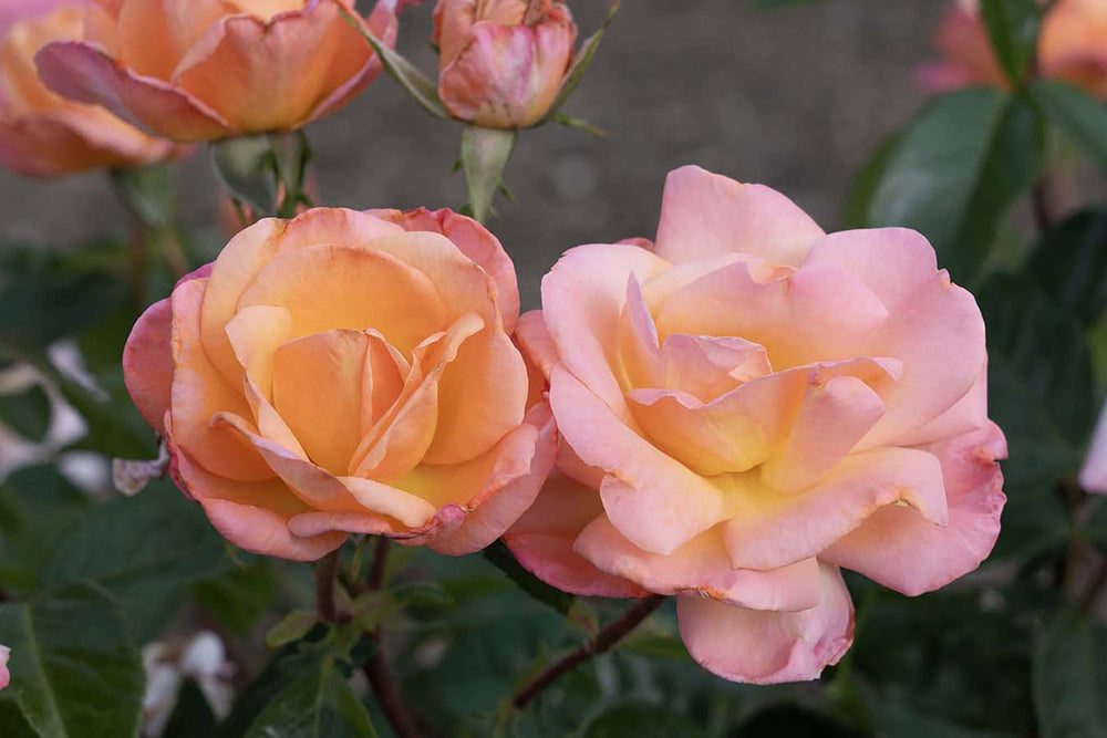 Bright & Shiny™ - Star Roses and Plants