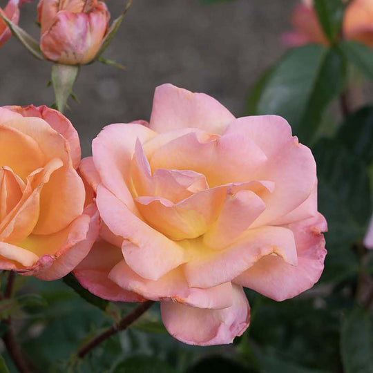Bright & Shiny™ - Star Roses and Plants
