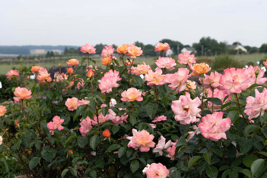 Bright & Shiny™ - Star Roses and Plants