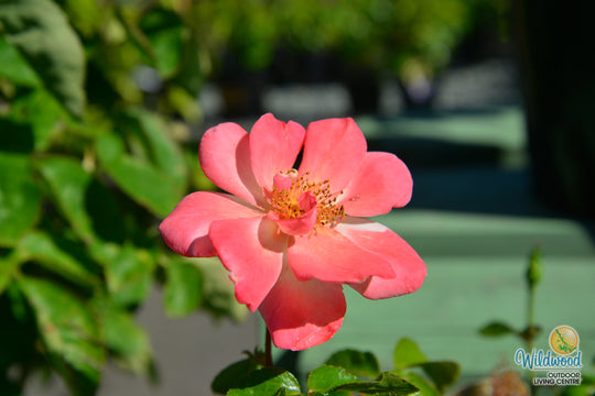 Bright & Shiny™ - Star Roses and Plants