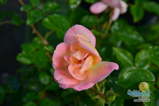 Bright & Shiny™ - Star Roses and Plants