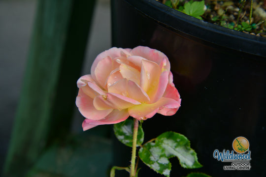 Bright & Shiny™ - Star Roses and Plants