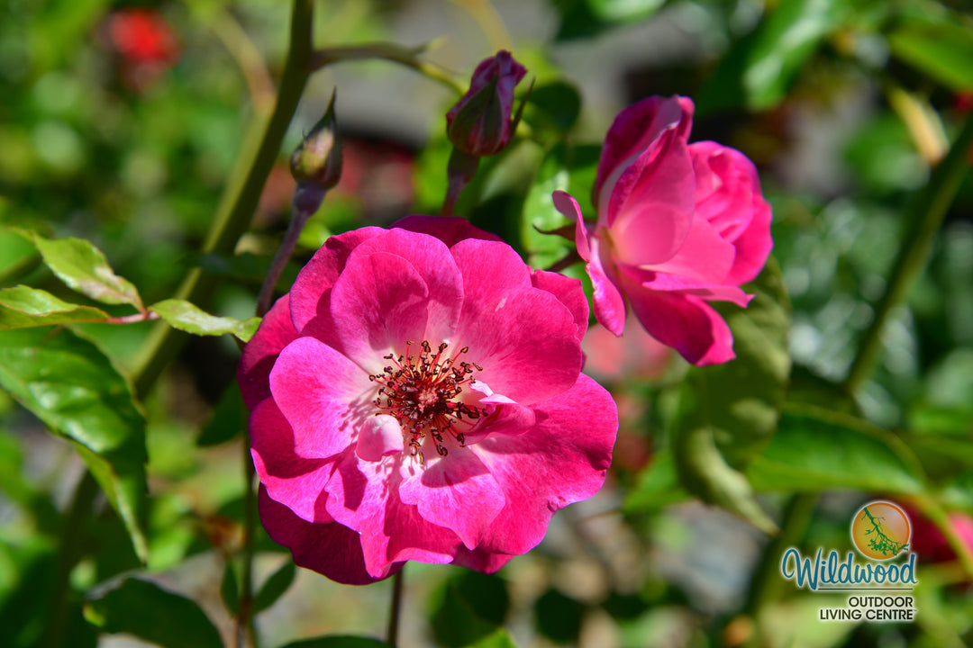 Brilliant Pink Iceberg - Star Roses and Plants