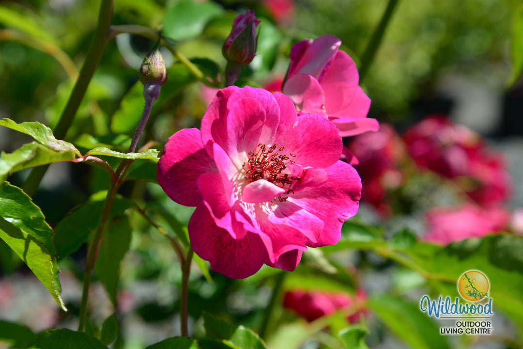 Brilliant Pink Iceberg - Star Roses and Plants